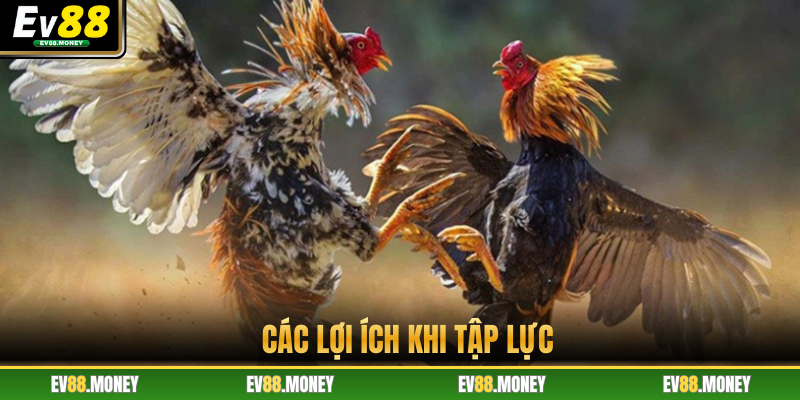 Các lợi ích khi tập lực