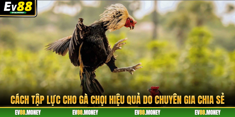 Cách Tập Lực Cho Gà Chọi Hiệu Quả Do Chuyên Gia Chia Sẻ