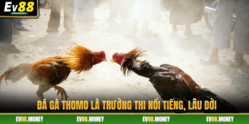 Đá gà Thomo là trường thi nổi tiếng, lâu đời