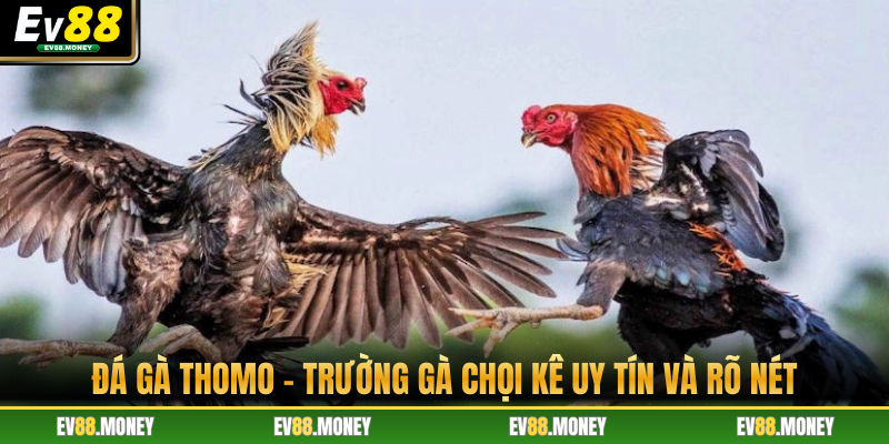 Đá Gà Thomo - Trường Gà Chọi Kê Uy Tín Và Rõ Nét