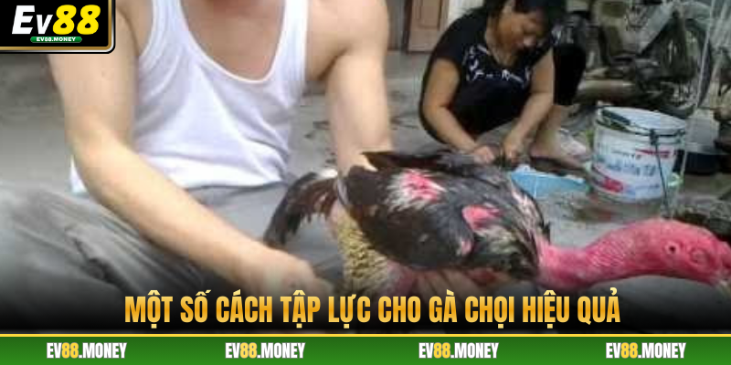 Một số cách tập lực cho gà chọi hiệu quả