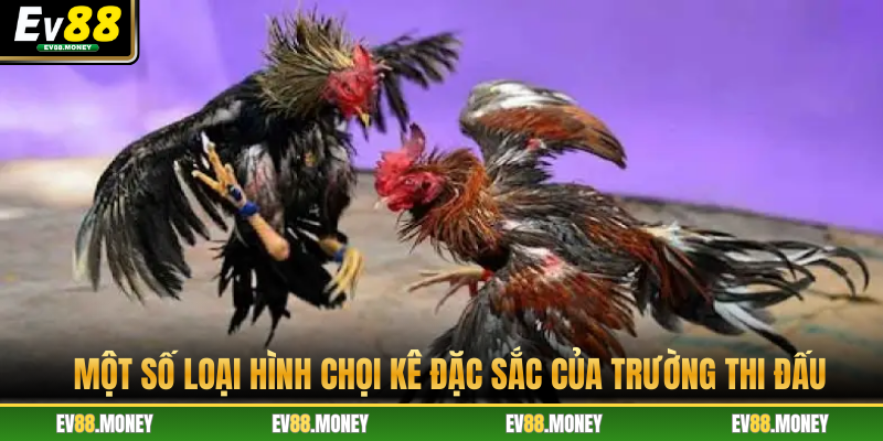 Một số loại hình chọi kê đặc sắc của trường thi đấu