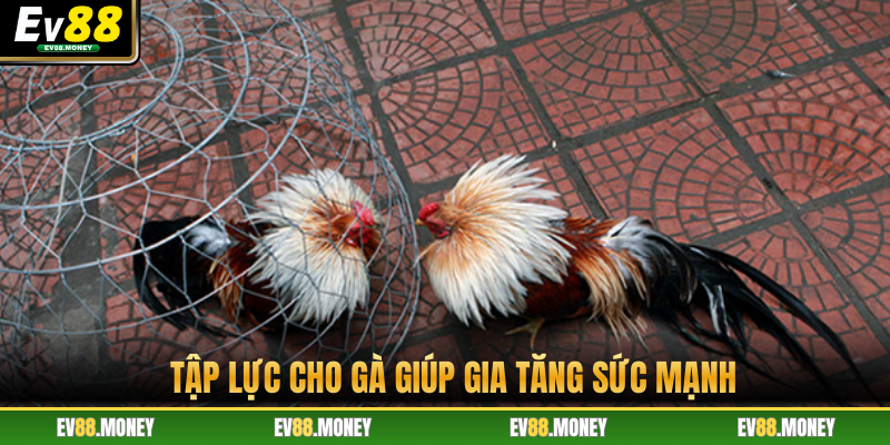 Tập lực cho gà giúp gia tăng sức mạnh